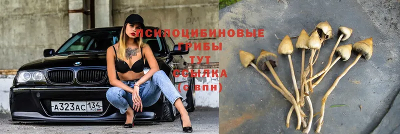 Галлюциногенные грибы Cubensis  MEGA зеркало  Реутов  магазин продажи  