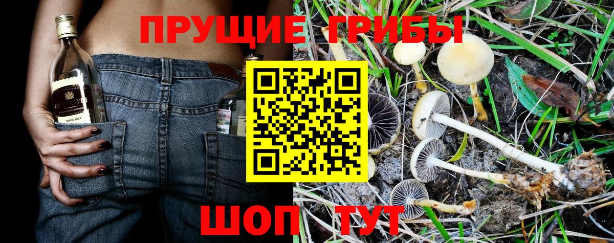 Галлюциногенные грибы Cubensis Реутов